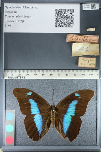 Media type: image;   Entomology 161353